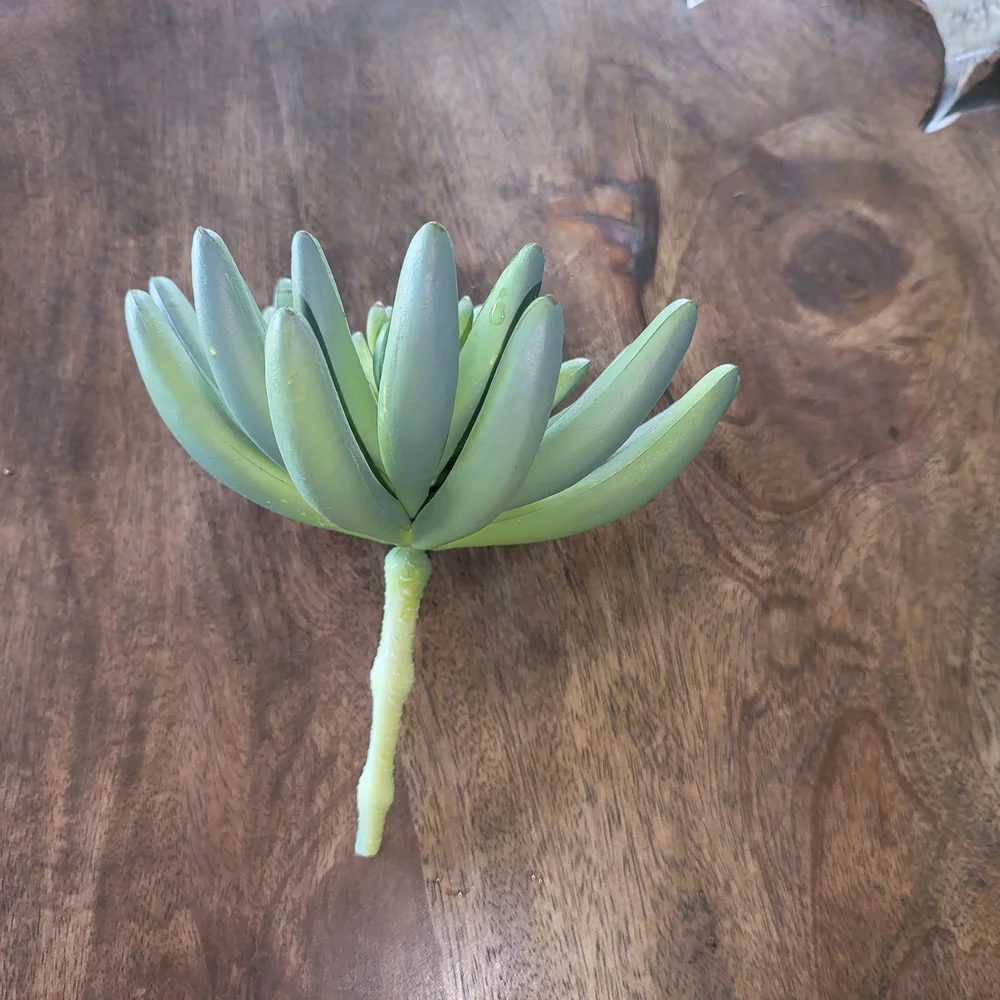Faux Succulent Plant